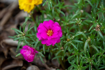 pink flower in the garden