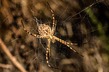 Argiope Lobata Female Macro Photo Taken in Sardinia, Details