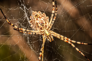 Argiope Lobata Female Macro Photo Taken in Sardinia, Details
