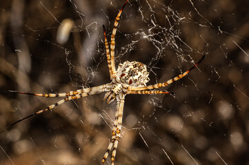 Argiope Lobata Female Macro Photo Taken in Sardinia, Details