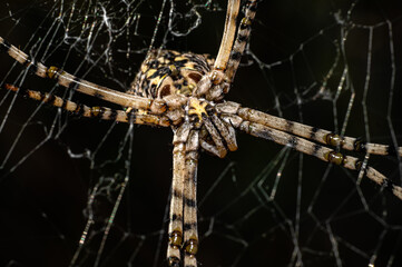 Argiope Lobata Female Macro Photo Taken in Sardinia, Details