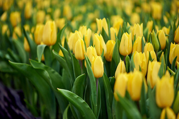 Spring blossoming yellow tulips, bokeh flower background, pastel and soft floral card, selective focus. Gardening and flower
