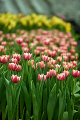 Bright spring flowers tulips. Women's Day. Mothers Day. Celebration.