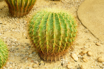 Cactus are planted on sandy soil. It is a plant that is in the desert.