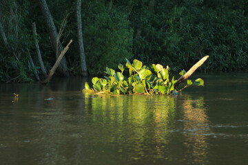 Río