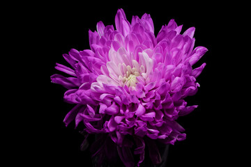 purple chrysanthemum flower