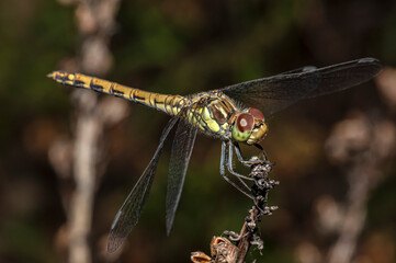 Dragonflies Macro photography in the countryside of Sardinia Italy, Particular, Details