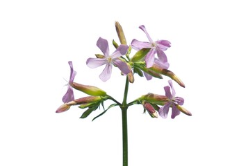 common soapwort flowers (Saponaria officinalis) known also as bouncing-bet, crow soap, wild sweet William and soapweed