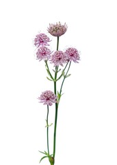 Great masterwort flowers (Astrantia major)