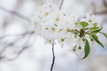 Beautiful blooming cherry tree branch at spring garden. Bunch of white flowers, spring blossom. Macro close-up shot.