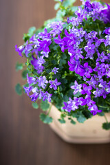 Campanula room flower on a brown background view from above