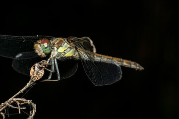 Dragonflies Macro photography in the countryside of Sardinia Italy, Particular, Details