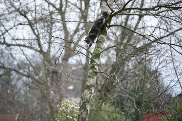 maine coon cat climbing down bare birch tree outdoors in the back yard