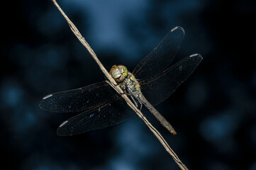 Dragonflies Macro photography in the countryside of Sardinia Italy, Particular, Details