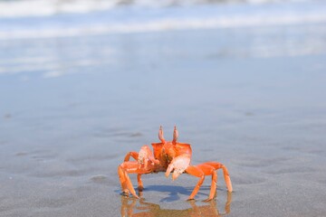 red crab on the beach