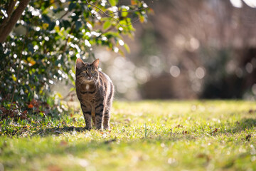 curious tabby cat standing on meadow in sunlight observing the garden