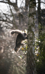 fluffy maine coon cat climbing down tall birch tree outdoors in the garden