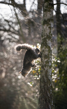 Fluffy Maine Coon Cat Climbing Down Tall Birch Tree Outdoors In The Garden