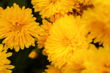 Yellow chrysanthemums bloom close-up in the garden. Background of autumn flowers in bright sunlight. Soft focus, warm rays of the sun, full frame. Natural autumn background. Mother's Day concept.