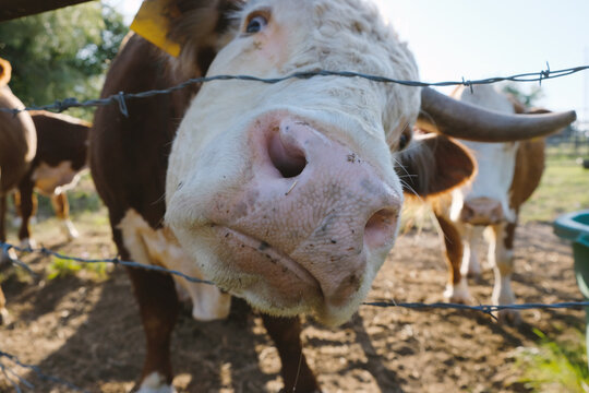 Funny Hereford bull with horns through barbed wire fence during summer close up.