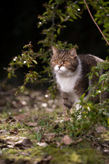 Naklejka na ściany i meble tabby white british shorthair cat standing behind bush outdoors in nature observing