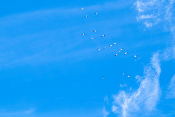 Flock of pelicans in flight in beautiful blue sky with wispy coulds.