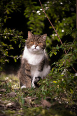 tabby white british shorthair cat sitting on the ground outdoors in nature surrounded by plants