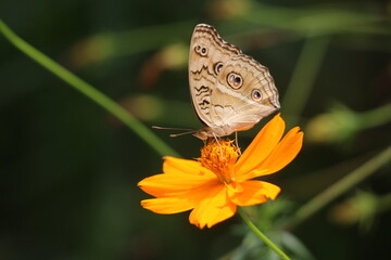 Butterfly on a orange flower