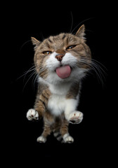 tabby white british shorthair cat licking invisible glass pane making funny face on black background