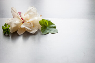 Flowers of the white orchid Phalaenopsis variety Coco, on a blue background, macro photo, selective focus, horizontal orientation with a place for an inscription