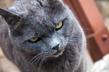 close up portrait of a cat