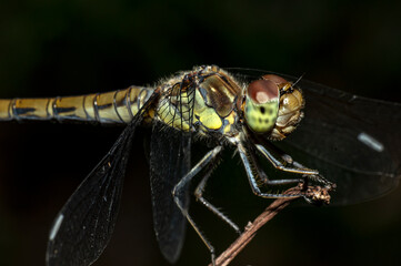 Dragonflies Macro photography in the countryside of Sardinia Italy, Particular, Details