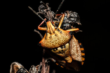 Bedbug Red Shield Bug Carpocoris Mediterraneus Photographed in Sardinia Macro Phorography