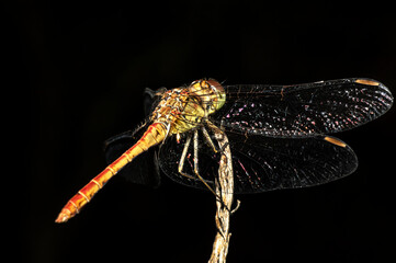 Dragonflies Macro photography in the countryside of Sardinia Italy, Particular, Details