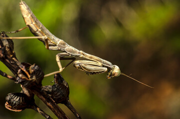 Praying Mantis Macro Photograph in Sardinia, Details