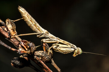 Praying Mantis Macro Photograph in Sardinia, Details