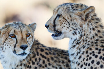 Portrait of a cheetah in a Game Reserve in the Karoo in South Africa