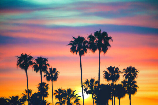 Silhouette of palm trees against sunset sky, California, USA