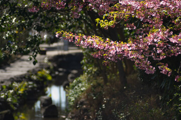 Obraz premium 日本の春の花