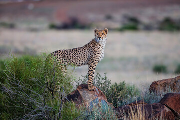 Cheetah on the hunt in the late afternoon in a Game Reserve in the Karoo in South Africa