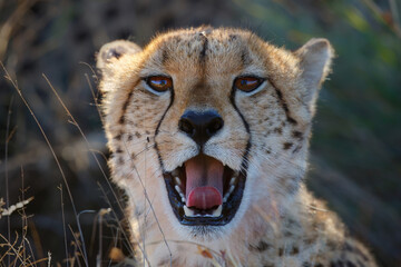Portrait of a cheetah in a Game Reserve in the Karoo in South Africa - obrazy, fototapety, plakaty