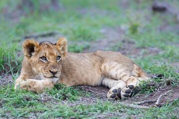 Plakat Lion cub resting in the bush of Sabi Sands Game Reserve in South Africa