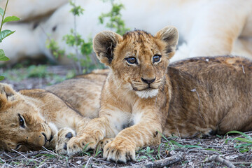 Obraz na płótnie Canvas Lion cub resting in the bush of Sabi Sands Game Reserve in South Africa