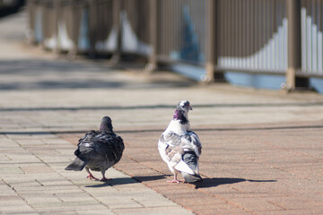 Obraz premium 日本の公園にいる動物