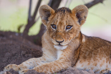 Lion cub resting in the bush of Sabi Sands Game Reserve in South Africa