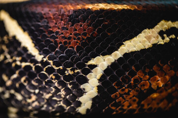 real snake skin texture, macro photo of snake skin
