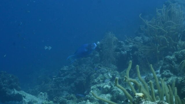Blue Parrotfish in coral reef of Caribbean Sea, Curacao