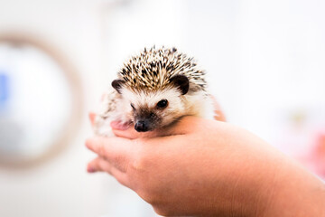 domestic hedgehog being taken care of by veterinarians, animal care © RHJ
