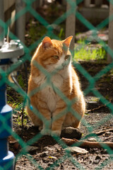 日本の公園にいる動物