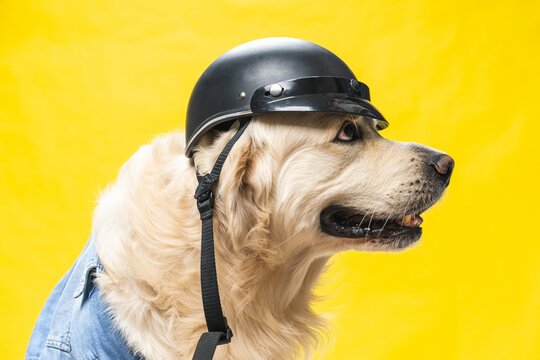 White Golden Retriever Posing In Studio In Biker Look, Denim Jacket, And Black Helmet